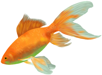Goldfish Fish Gold Water Cichlid Animal Fa - Goldfish (453x340), Png Download