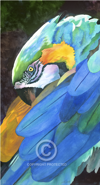 World Renowned And Award Winning Watercolor Artist - Macaw (1000x630), Png Download