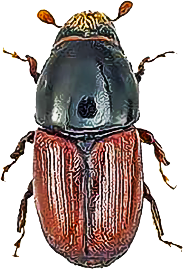 Several Species Of Elm Bark Beetles Cause Damage To - Beetles Of Britain And Ireland [book] (1000x1000), Png Download