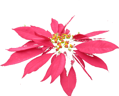 Base Images - Poinsettia (540x405), Png Download