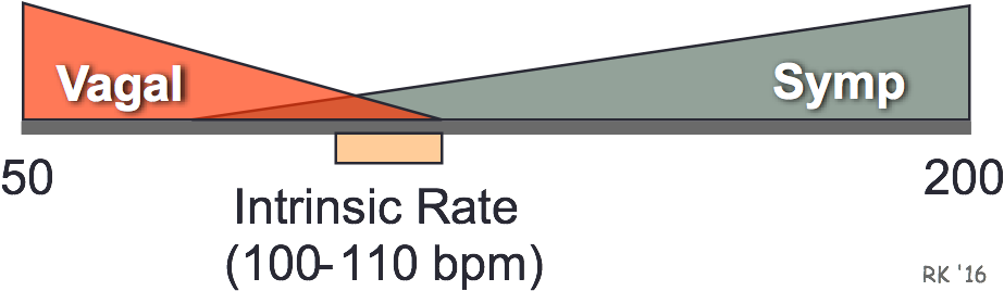 Autonomic Control Of Heart Rate - Vagal Tone Heart Rate (934x274), Png Download