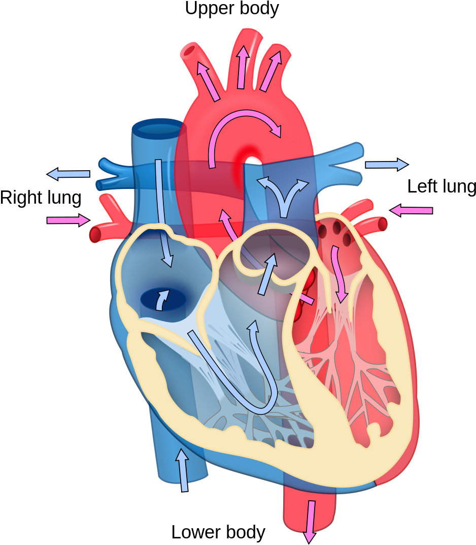Heart Diagram - Credit - Wikipedia - Newborn Heart (330x370), Png Download