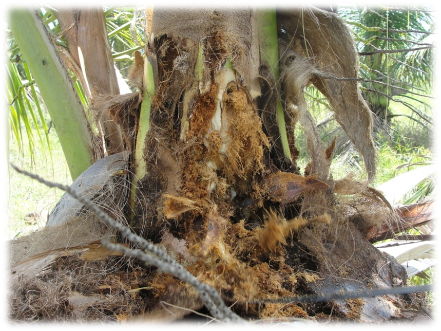 Dano Causado Pela Larva Da Broca Do Olho Rhynchophorus (859x644), Png Download