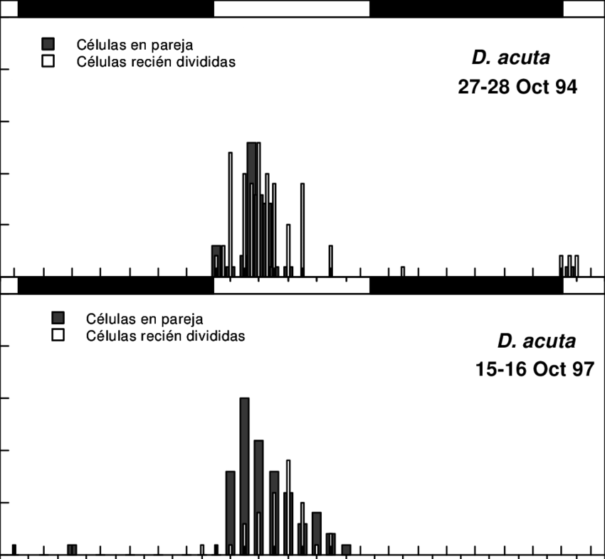 Patrones De División De D (850x786), Png Download