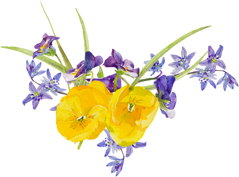 Acuarela Pintada A Mano Flor Png Transparente Amarillo (1024x793), Png Download