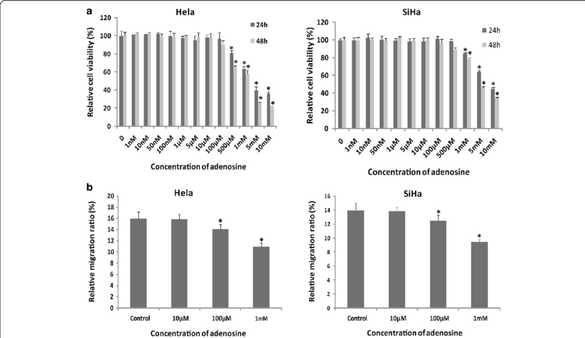 The Effect Of Extracellular Adenosine On Cells Proliferation (850x492), Png Download