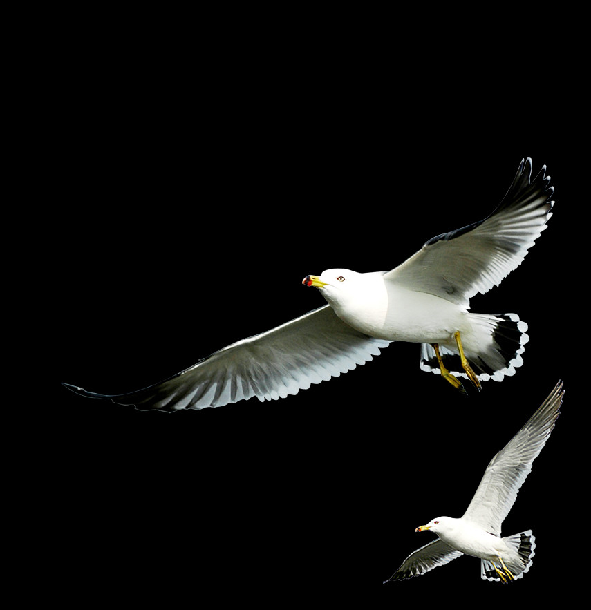 Free Seagull Pngs (855x883), Png Download