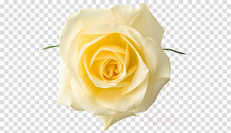 Yellow Rose Png Clipart Rose Clip Art (900x520), Png Download