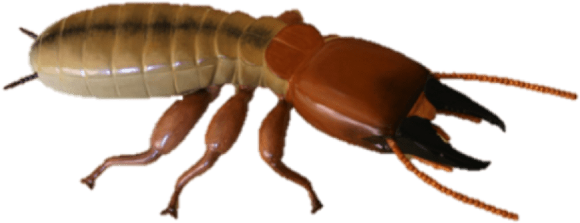 Download Termite Hd Photo Png Images Background (850x567), Png Download