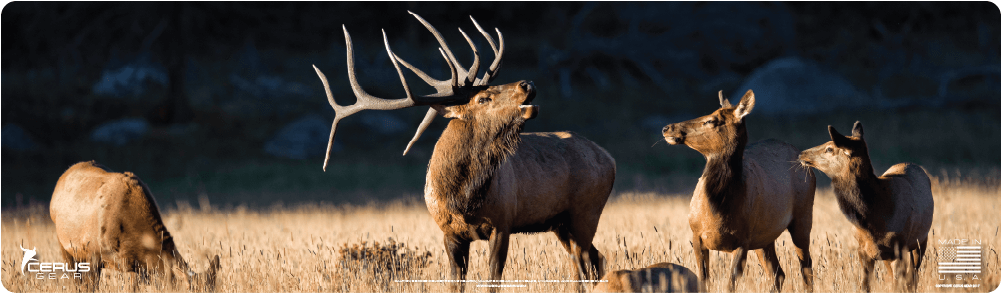 Bull Elk With Herd Magnum Xxl Promat (1000x1000), Png Download