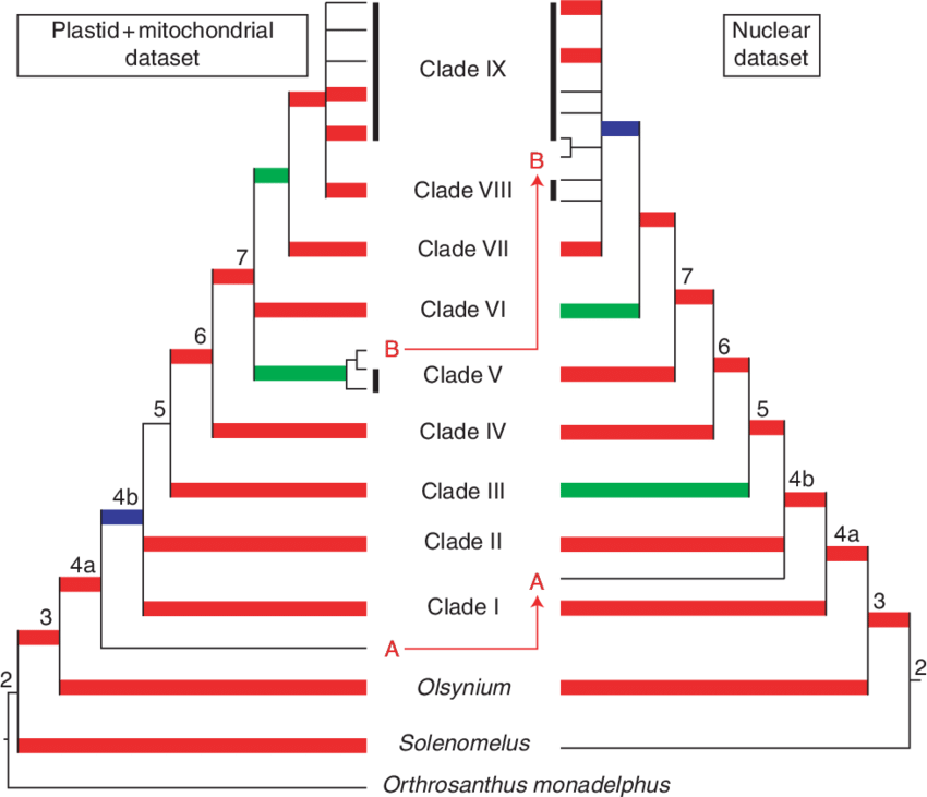 Consensus Trees Based On The Strict Consensus Tree (850x731), Png Download