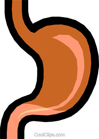Stomach Royalty Free Vector Clip Art Illustration - Stomach Clipart (342x480), Png Download