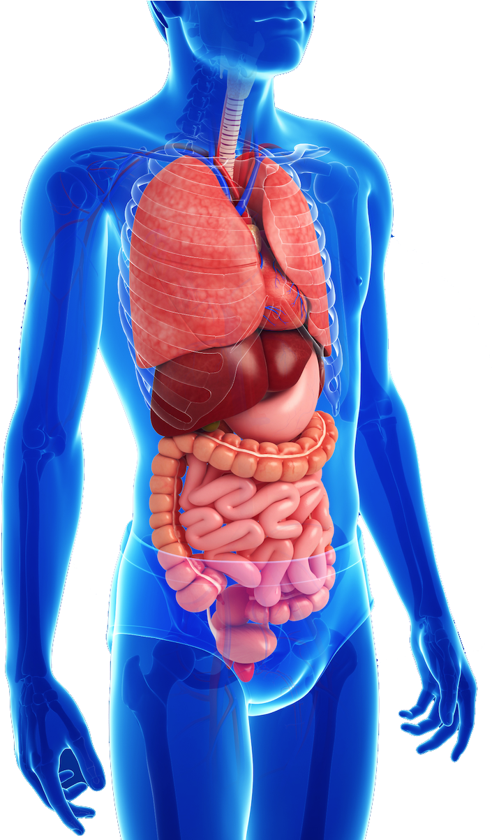 Abdomen Digestive System 1 - Drinking Cold Water (721x1202), Png Download