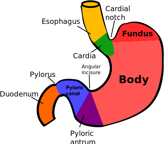 600px-regions Of Stomach - Regions Of Stomach (600x463), Png Download