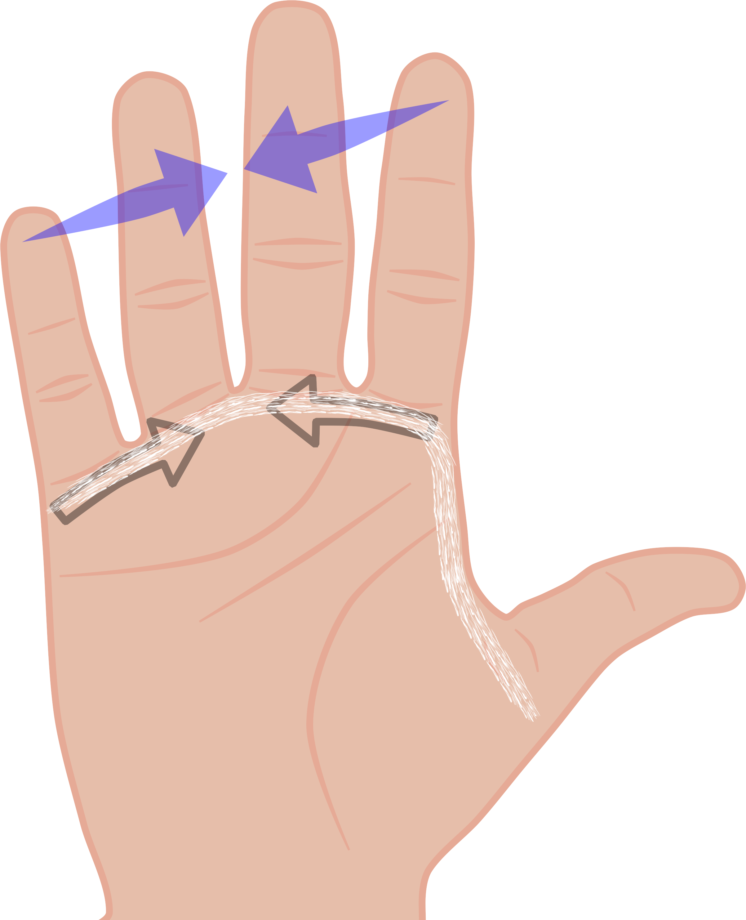 When The Thumb Or Pinky Finger Bend Forward, They Also - Illustration (2406x2966), Png Download