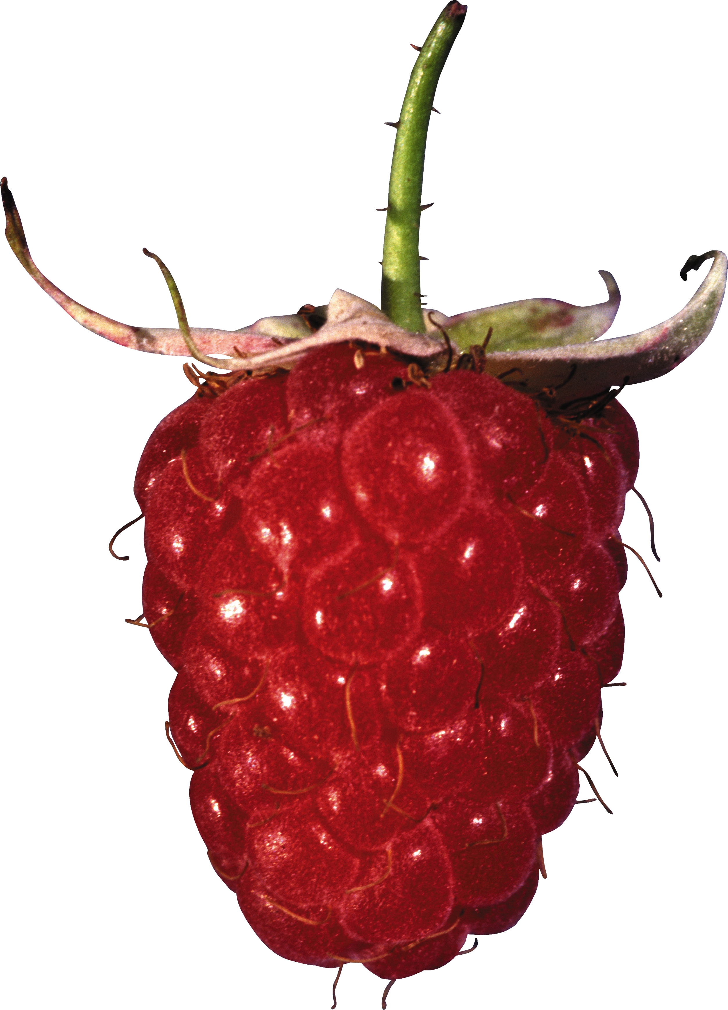 Rraspberry Png Image - Картинки (2504x3472), Png Download