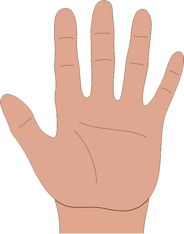Hands Hand Hygiene Clipart Kid - Hand Clipart (654x800), Png Download