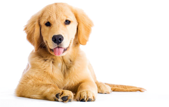 Golden Retriever Png Image - Golden Retrievers (700x467), Png Download