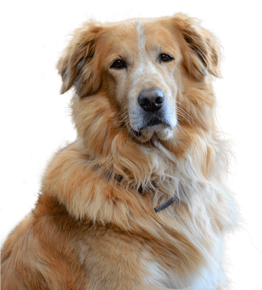 Golden Retriever Png Picture - Hund Des Ehrenlustigen Haustieres Save The Date Karte (673x720), Png Download