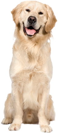 Dog Trainers Bradenton - Golden Retriever Png (362x479), Png Download