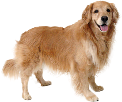 Golden Retriever - Image - Cafepress Square Car Magnet 3 X Magnetic Bumper Sticker (445x355), Png Download