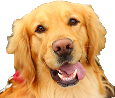 Rescued Golden Retriever - Golden Retriever Face Png (390x341), Png Download