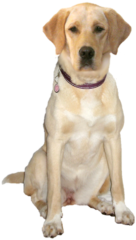 Clip Transparent Golden Retriever Clipart Yellow Lab - Labrador Transparent (300x500), Png Download