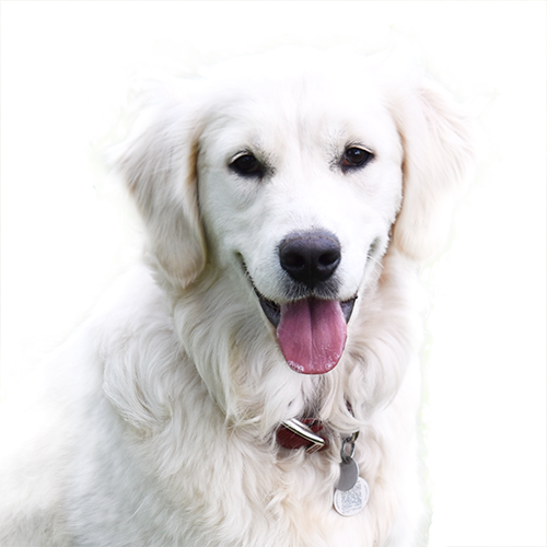 Hazel Female Golden Retriever - Great Pyrenees (500x500), Png Download