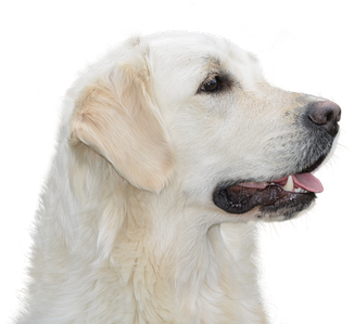 Free Photo Golden Retriever Hundeportrait Animal Pet - Dog (360x340), Png Download