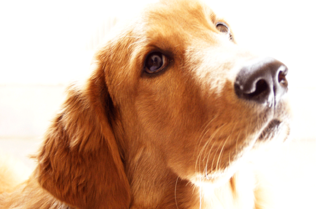 Golden Retriever-cancer - New Dog Never Replaces An Old Dog (1024x678), Png Download