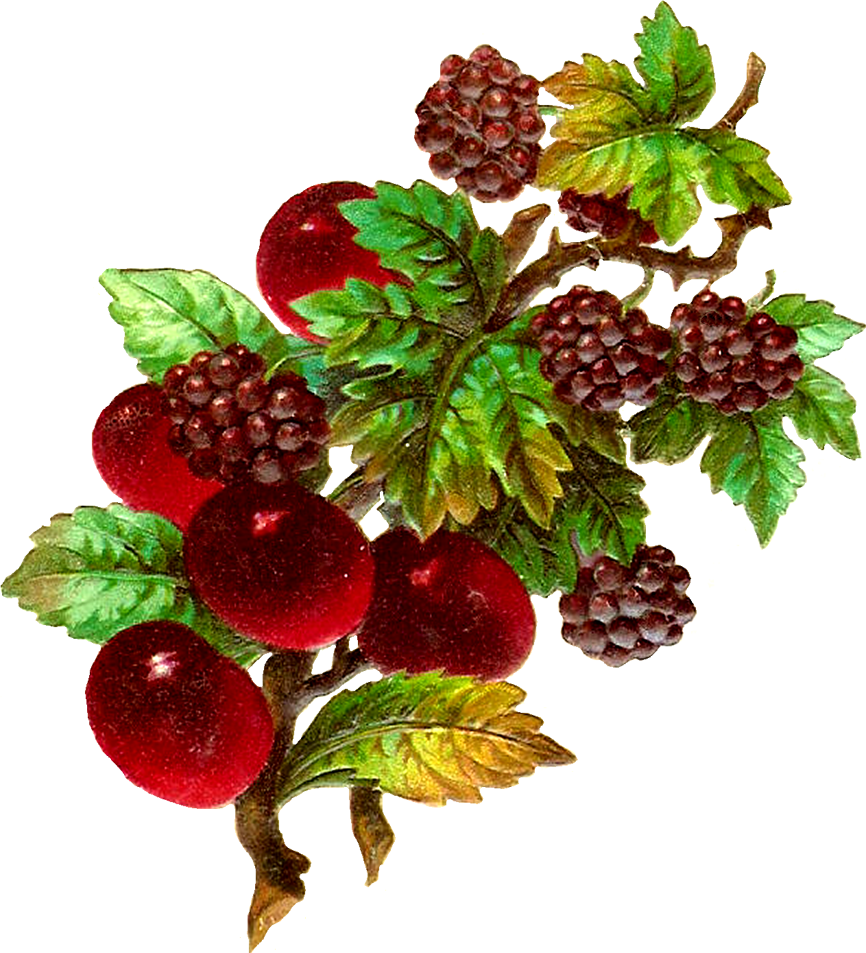 Raspberry Clipart Vintage - Vintage Fruit Clip Art (1422x1500), Png Download