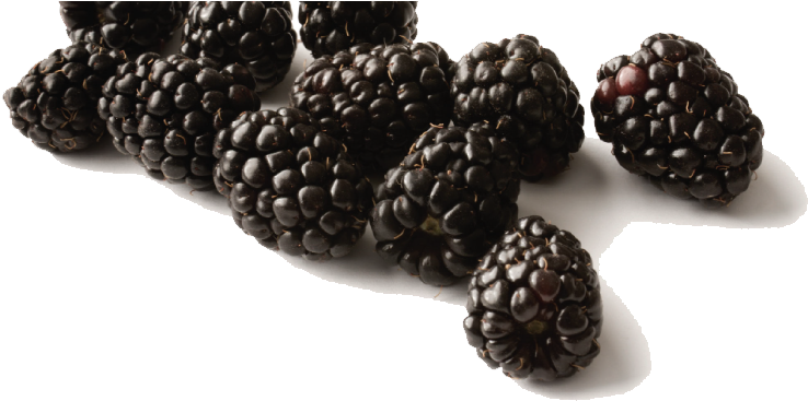 Black Raspberries Png Free Download - Black Raspberry Png (1000x500), Png Download
