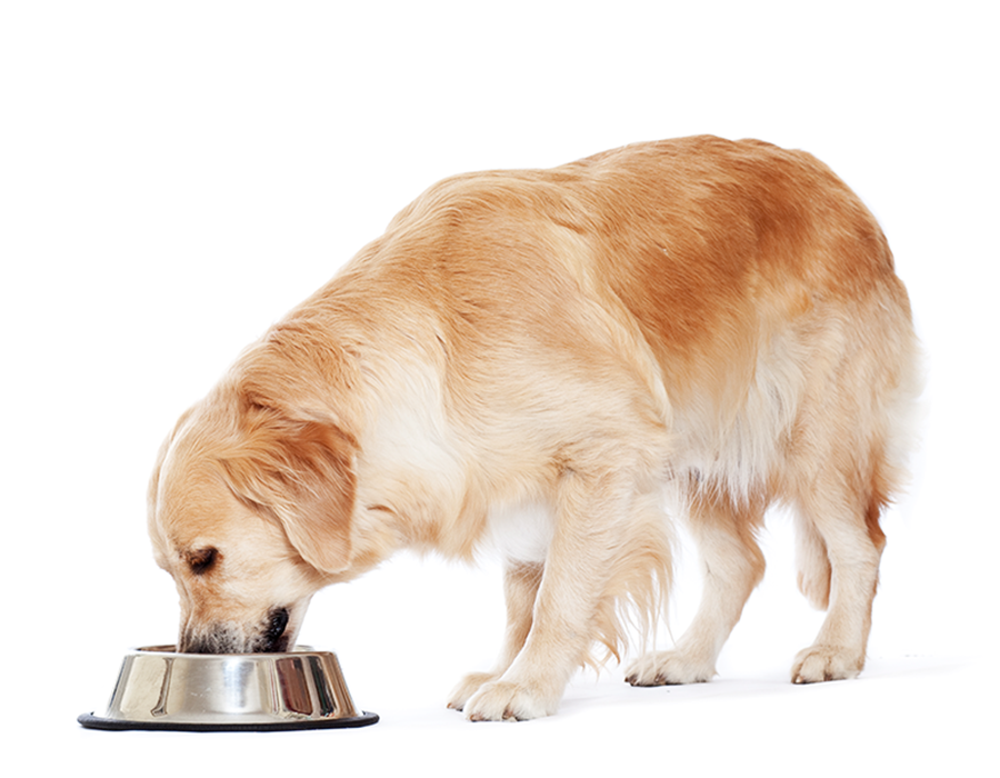 Golden Retrievers Have A Big Appetite - Chien Mange (900x700), Png Download