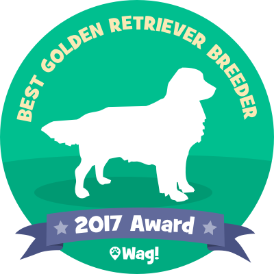 Royal Canin Golden Retriever Puppy - Wag (400x400), Png Download