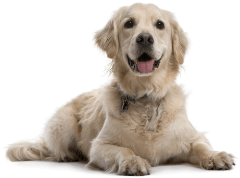 british golden retriever puppy