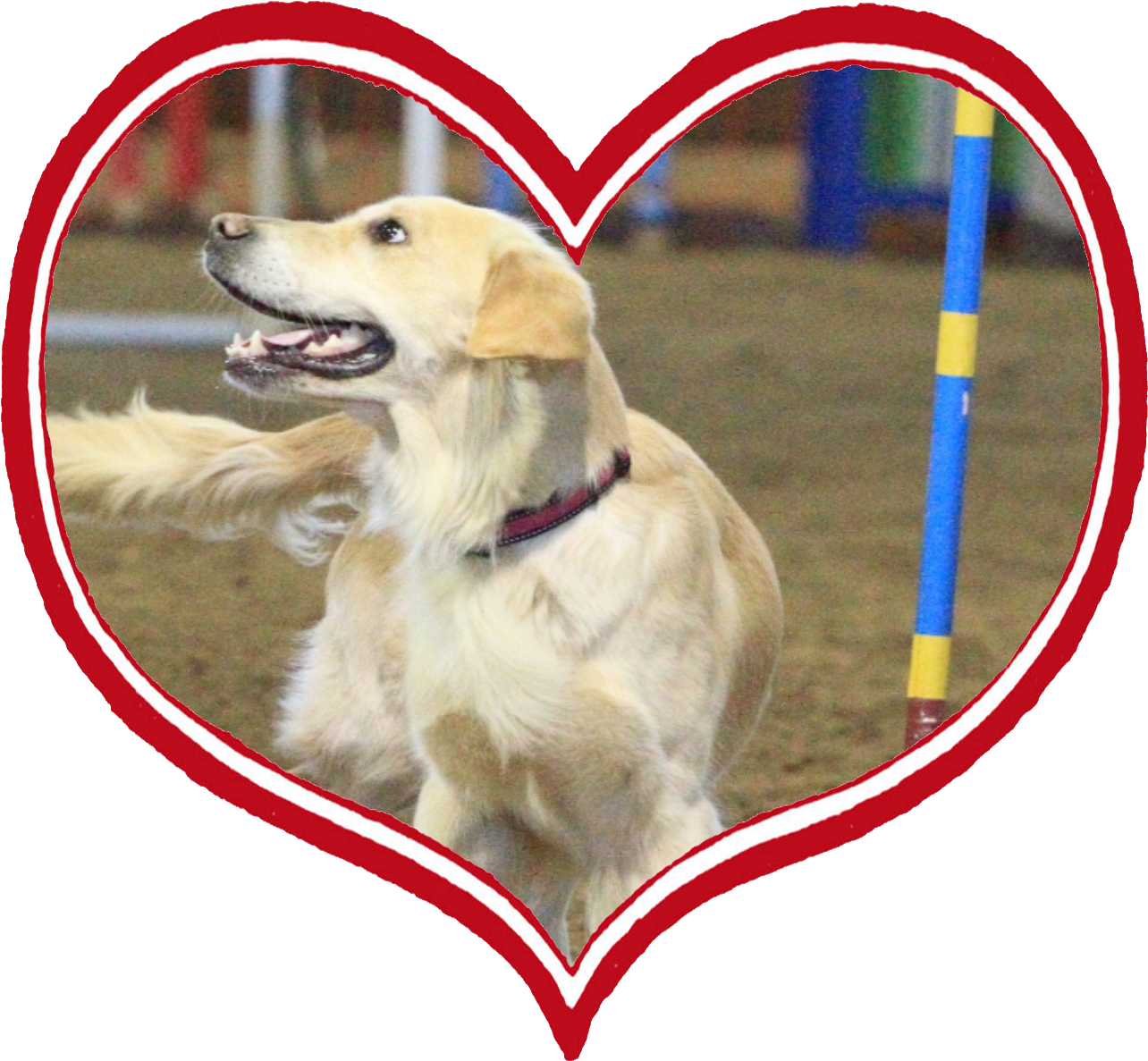 Ht55 - Golden Retriever (1350x1300), Png Download