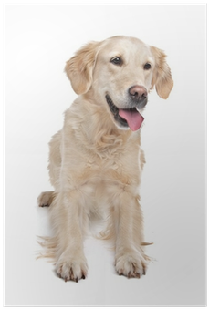 Golden Retriever (400x400), Png Download
