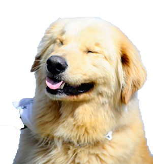 Golden Retriever Transparent - Small Golden Retriever Transparent (300x500), Png Download