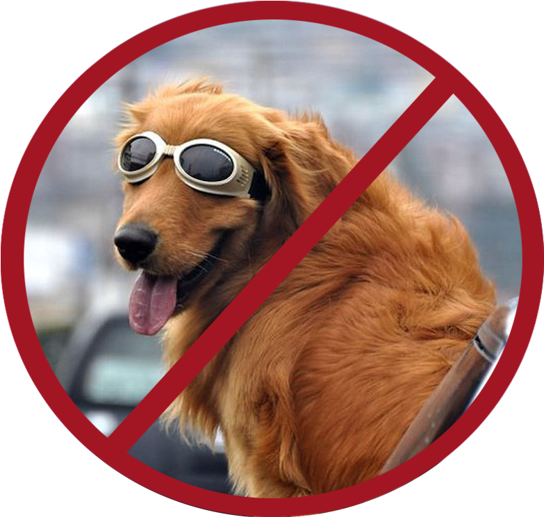 Golden Retriever Riding Out Car Window Wearing Goggles - Car Goggles For Dogs (951x744), Png Download