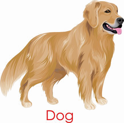Golden Retriever Png Image Background - Golden Retriever Png (434x430), Png Download