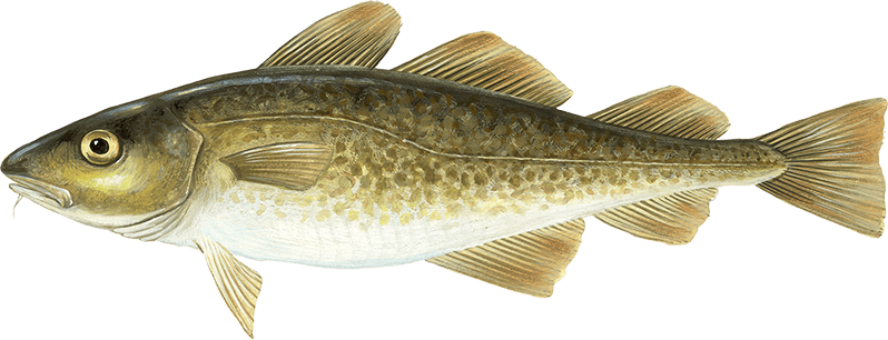 Atlantic Cod (798x306), Png Download