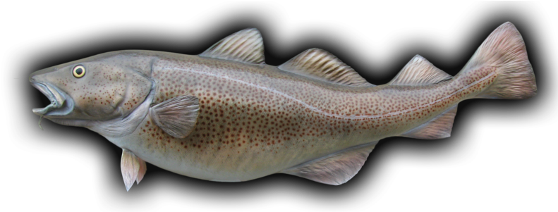 Atlantic Cod Fish Mount - Cod Fish Transparent (800x300), Png Download