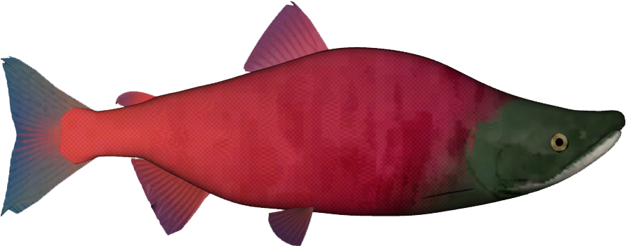 Sockeye Salmon (886x886), Png Download