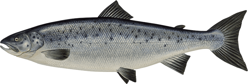 Salmon Fish Png - Atlantic Salmon (793x270), Png Download