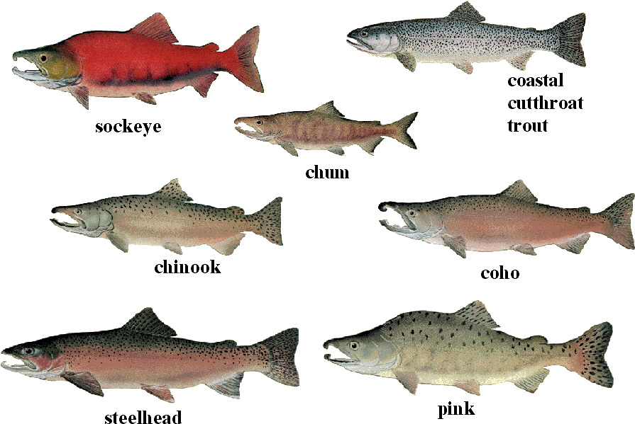 Salmon 01 Transparent - 7 Pacific Salmon Species (939x626), Png Download