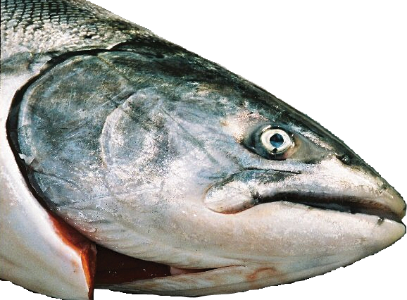 Salmon With Clear Eye - Salmon Fish (578x426), Png Download