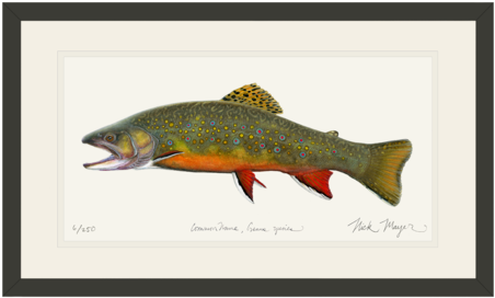 Beaver Pond Brook Trout - Landlocked Salmon Or Rainbow Trout (479x311), Png Download