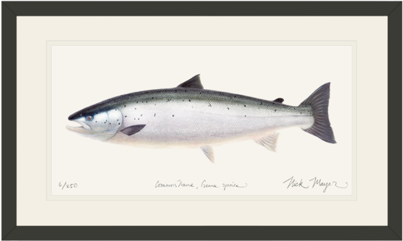 Painting Of A Salmon (600x389), Png Download