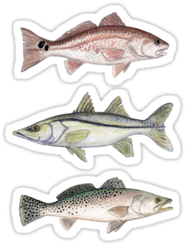 Inshore Slam Watercolor Art - Common Snook (375x360), Png Download