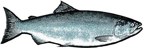 Chang Internation Seafoods - Salmon Fish (584x240), Png Download